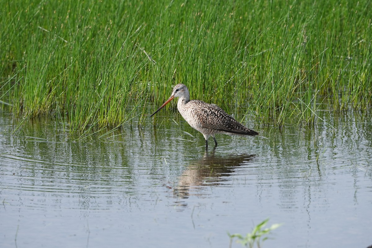 Marbled Godwit - ML578351931