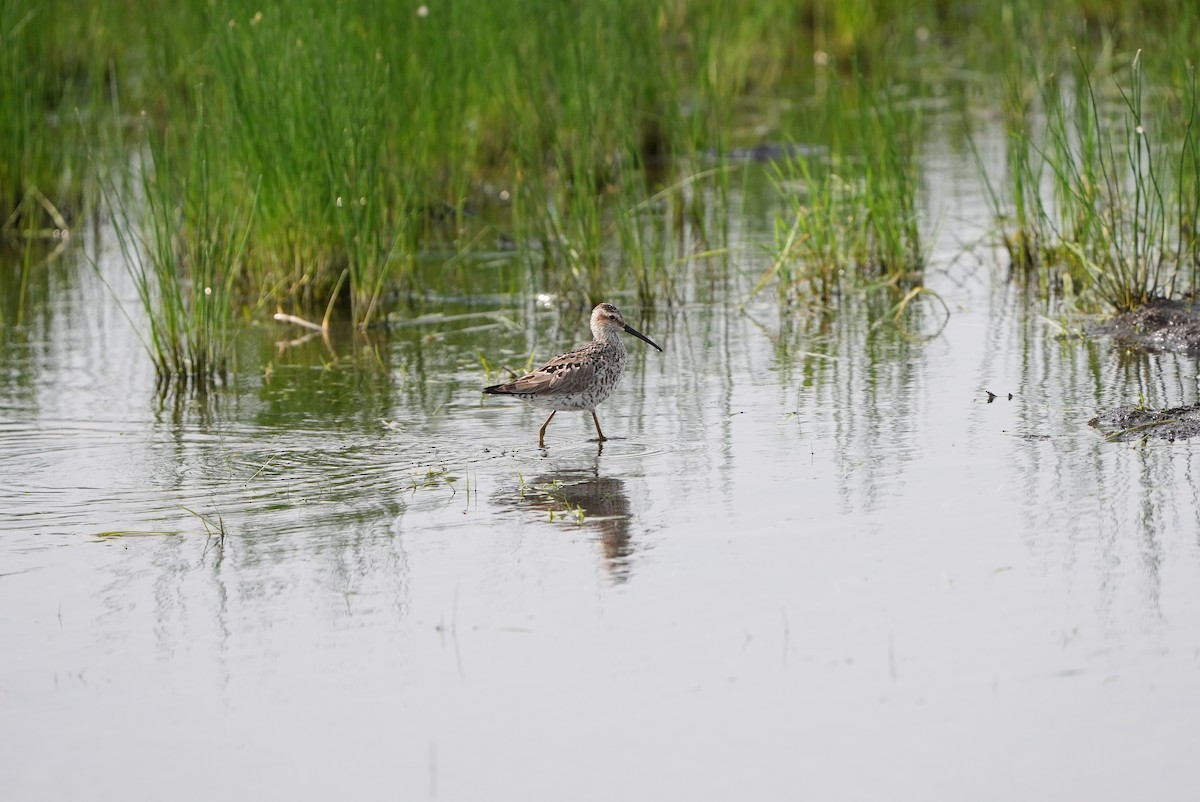 Stilt Sandpiper - Peter Alexander