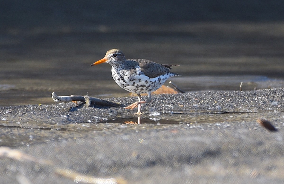 Spotted Sandpiper - D & I Fennell