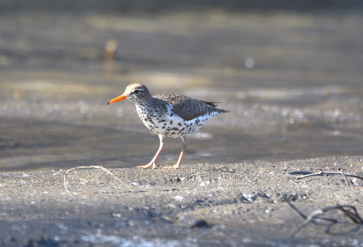 Spotted Sandpiper - ML578352021