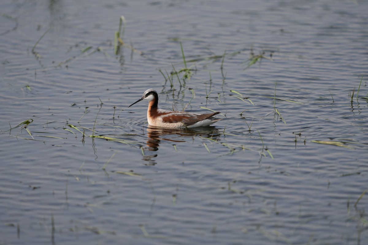 Phalarope de Wilson - ML578352051