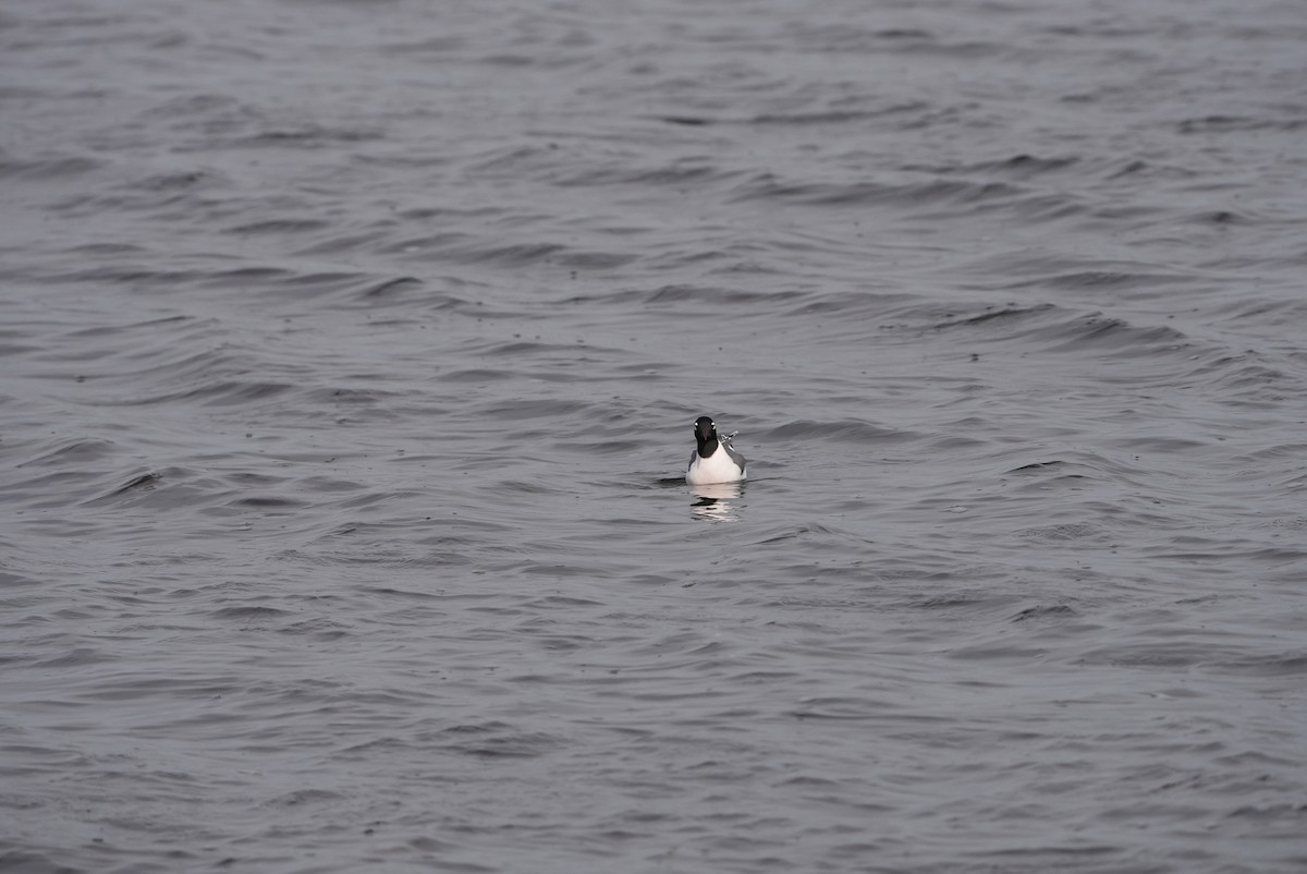 Franklin's Gull - ML578352081