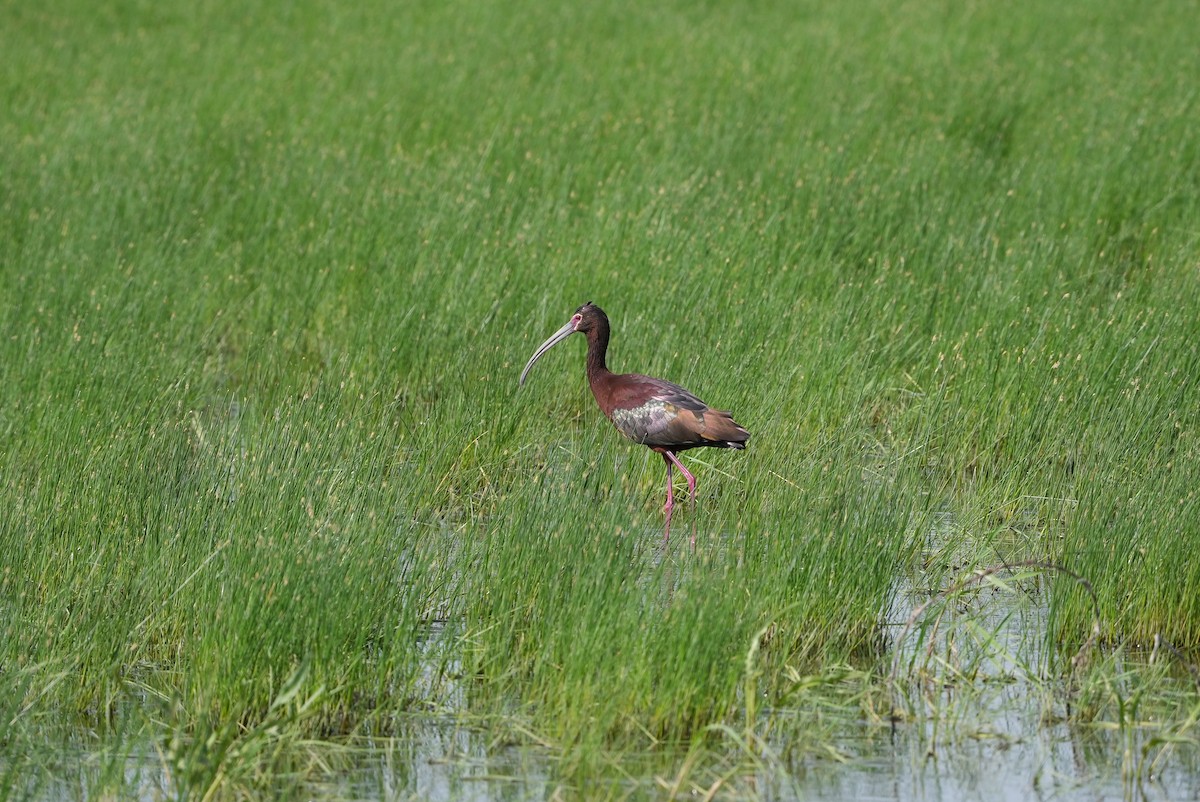 White-faced Ibis - ML578352151