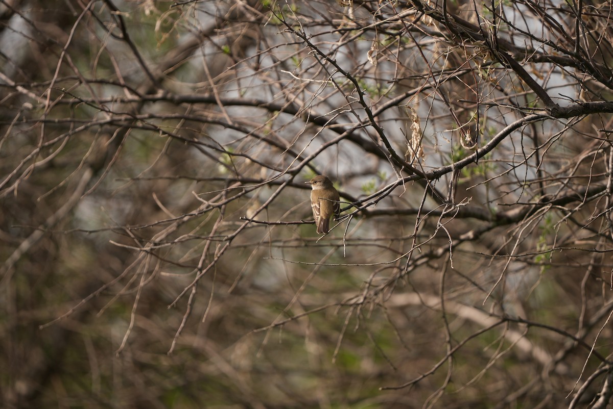 Willow Flycatcher - ML578352191