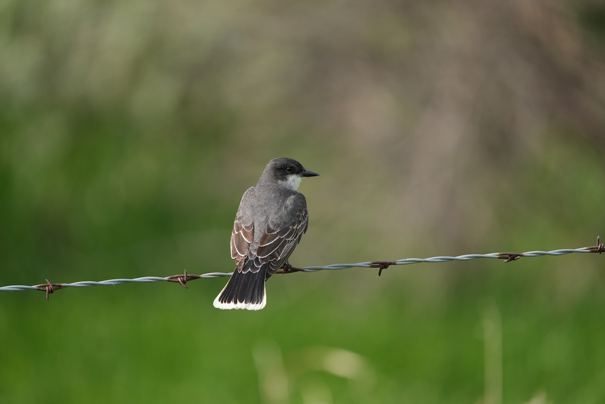 Eastern Kingbird - ML578352351