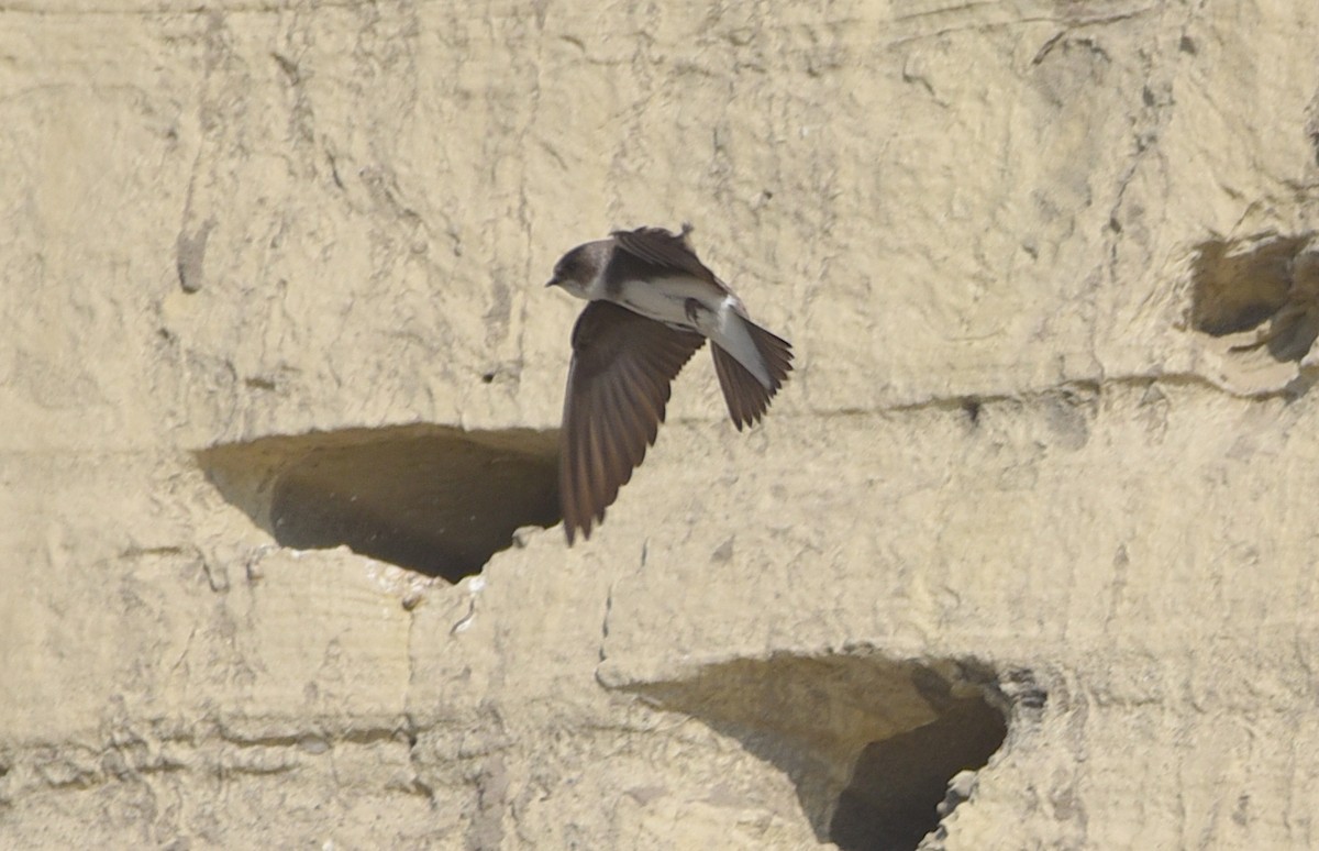 Bank Swallow - ML578352371