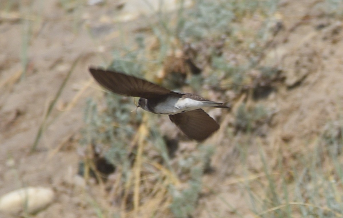 Bank Swallow - ML578352381