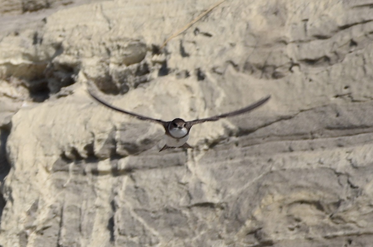 Bank Swallow - ML578352401