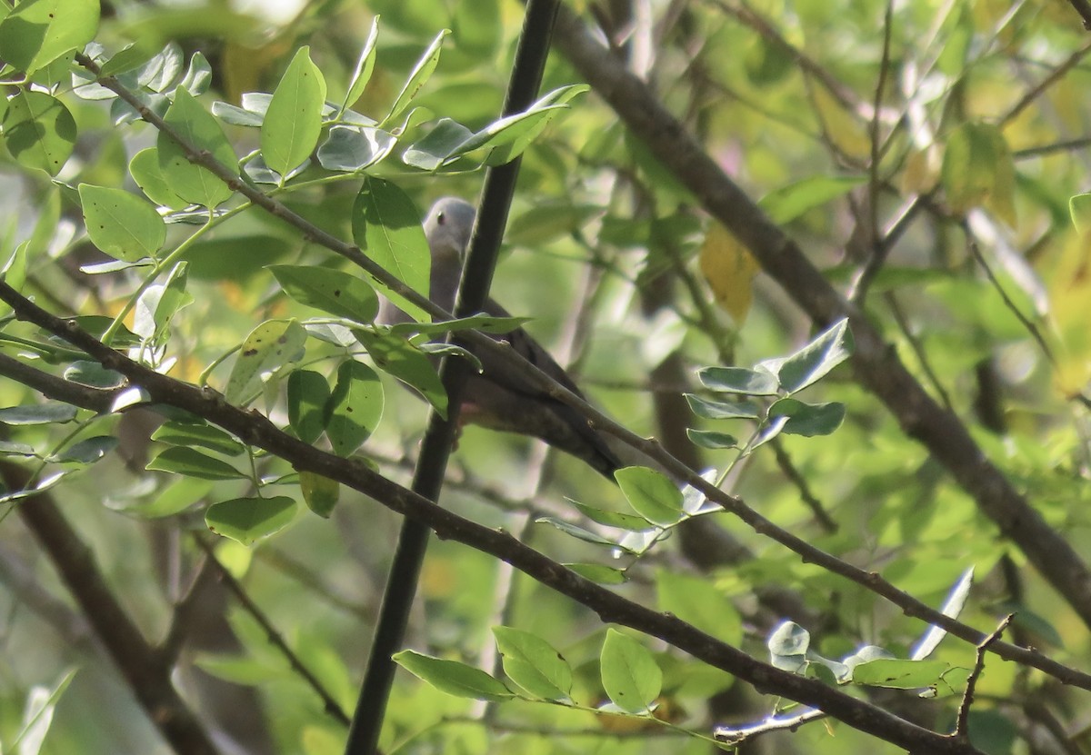 Blue Ground Dove - ML578352541