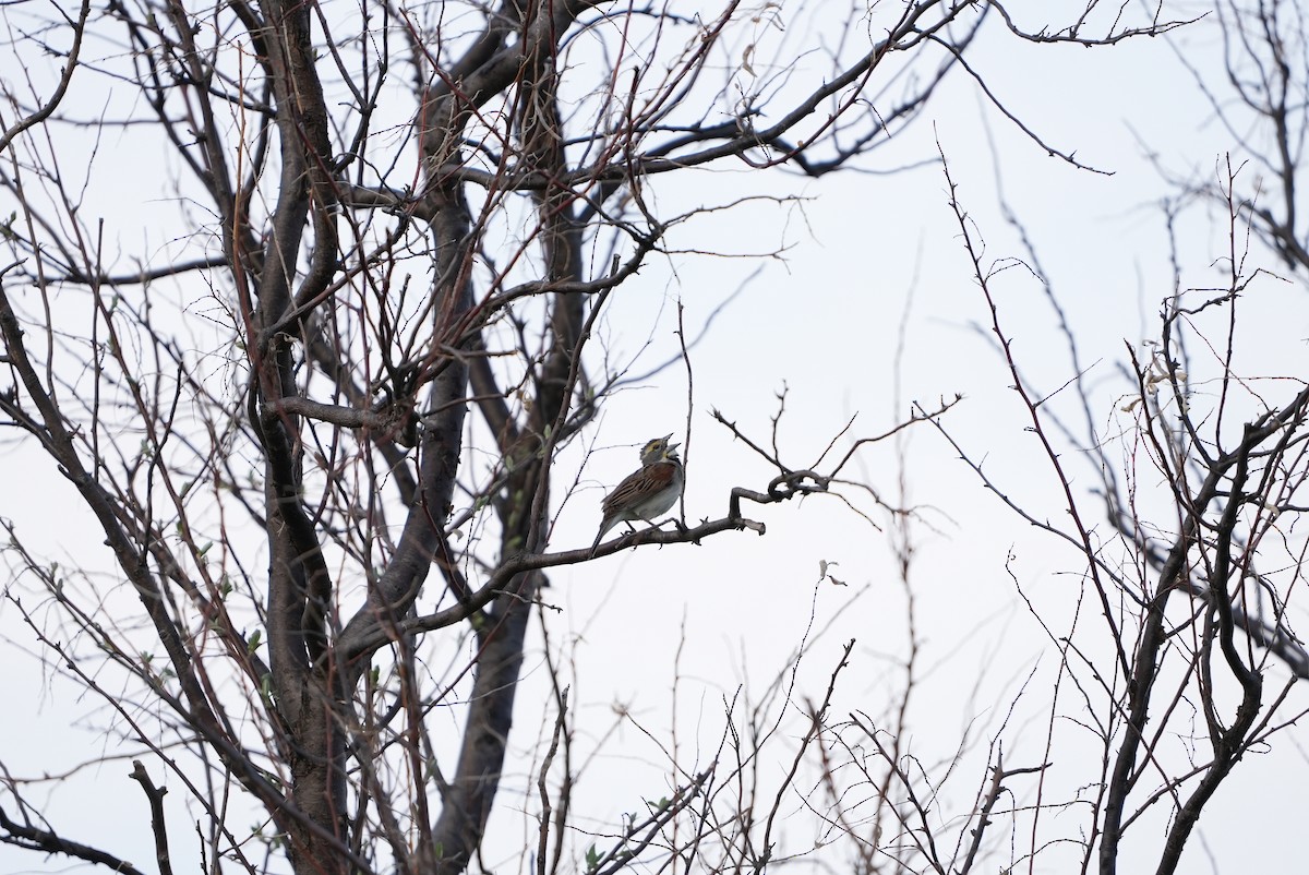 Dickcissel - Peter Alexander