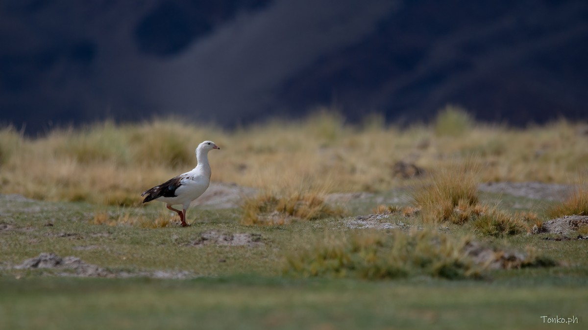 Andean Goose - ML578353241