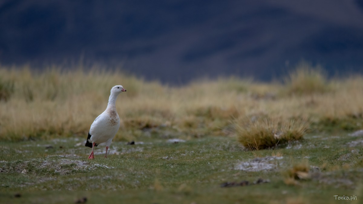 Andean Goose - ML578353251