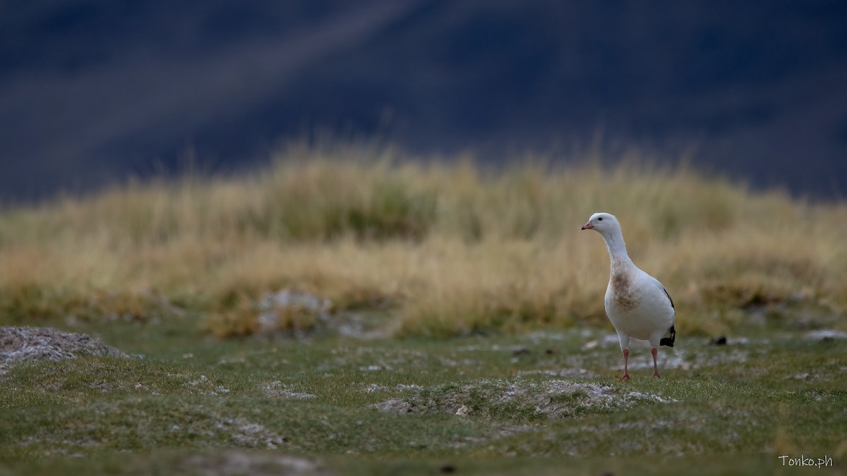 Andean Goose - Carlos Maure