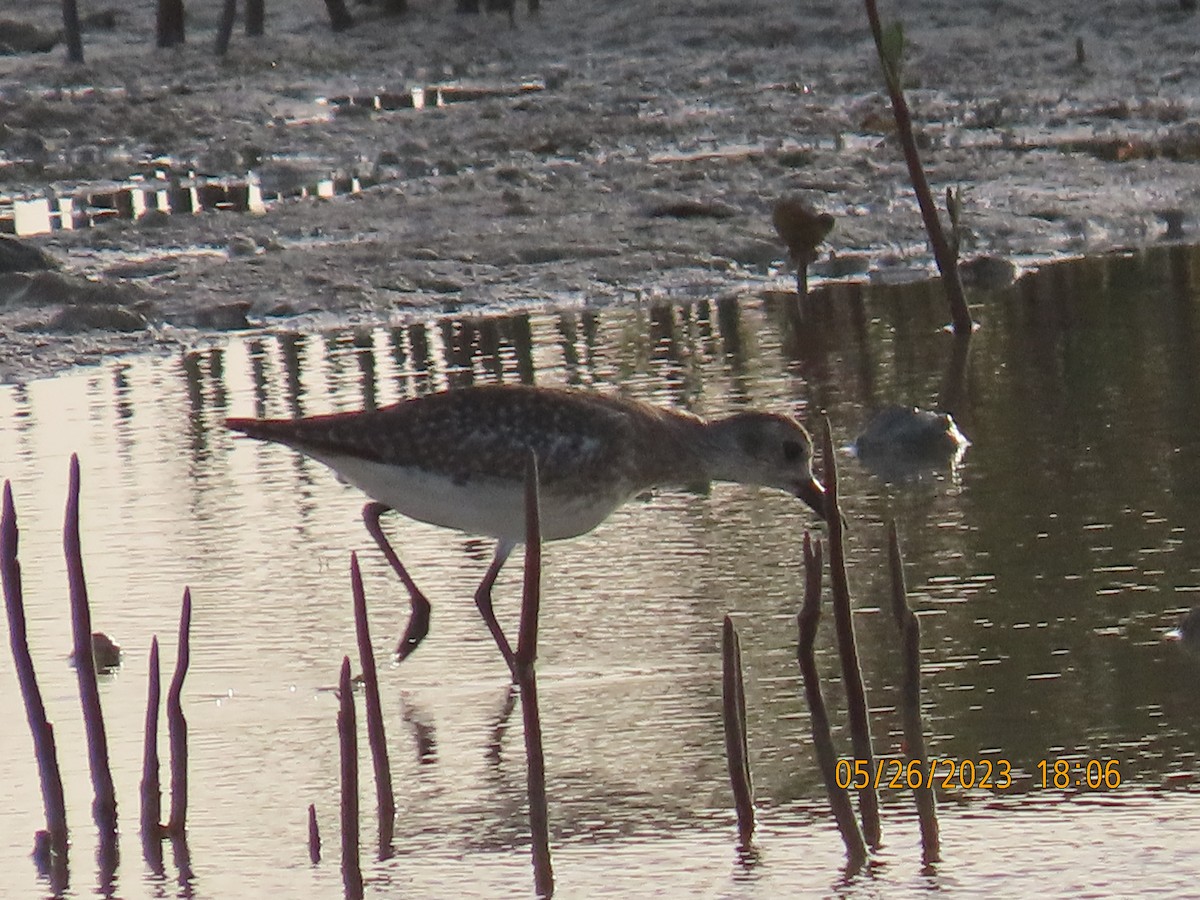 Black-bellied Plover - ML578354261