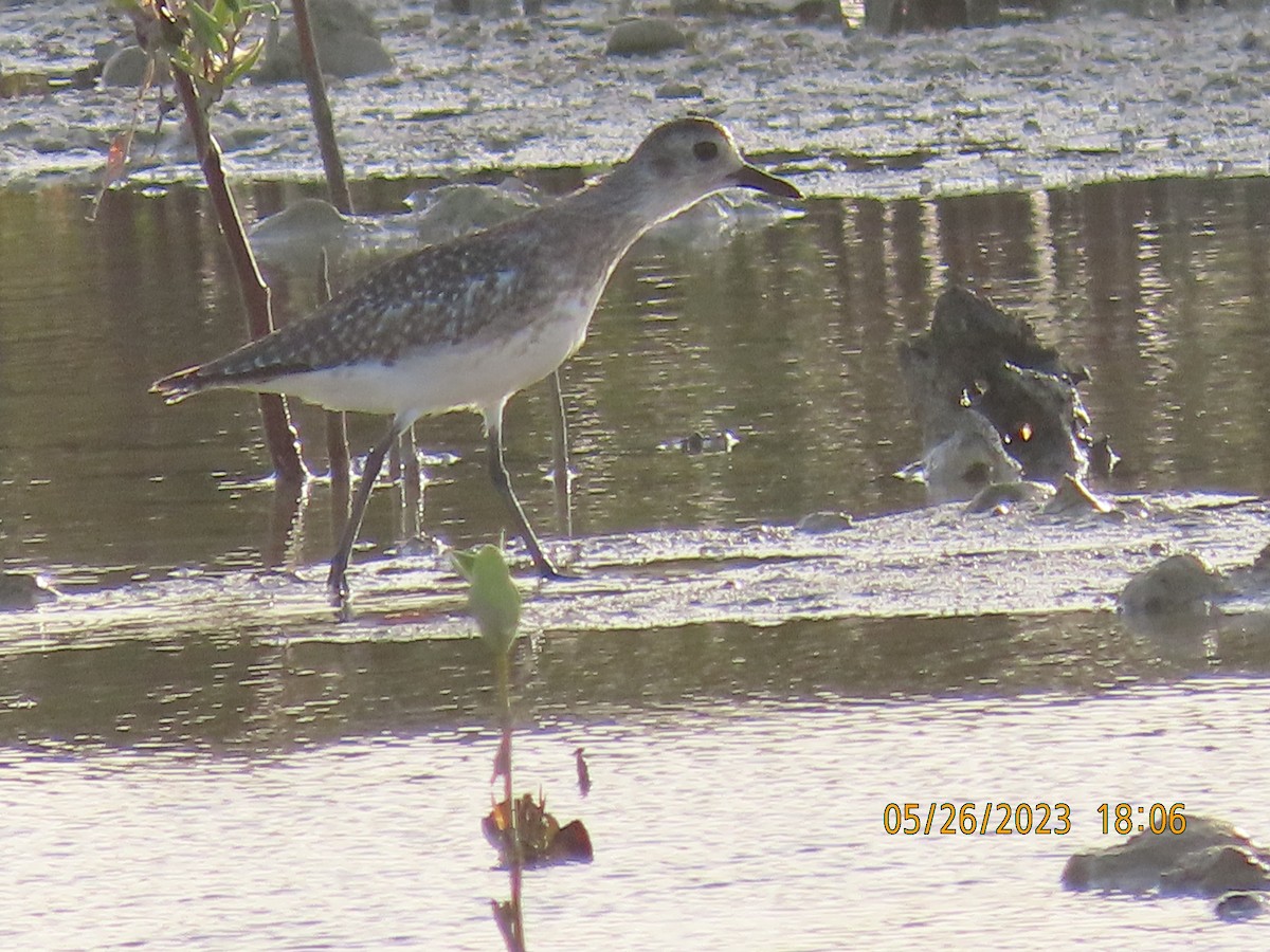 Black-bellied Plover - ML578354271