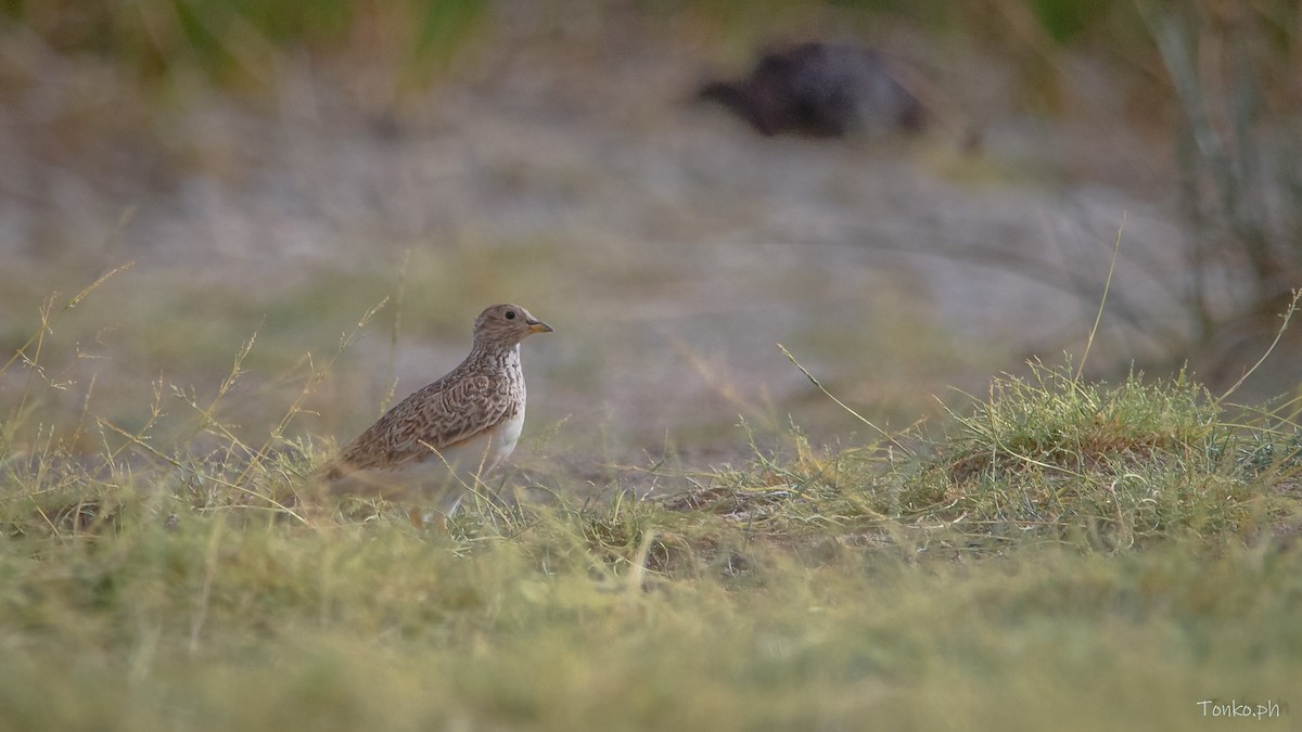 Gray-breasted Seedsnipe - ML578354431