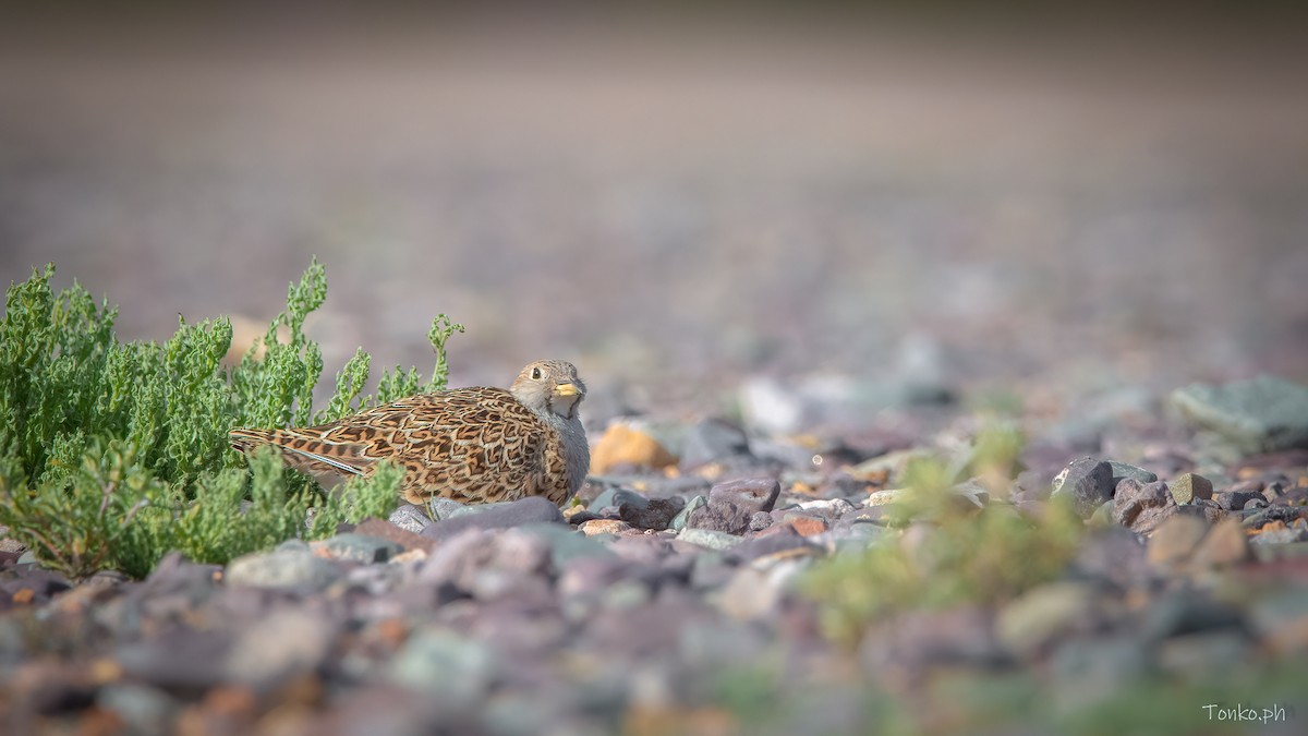 Gray-breasted Seedsnipe - ML578354451