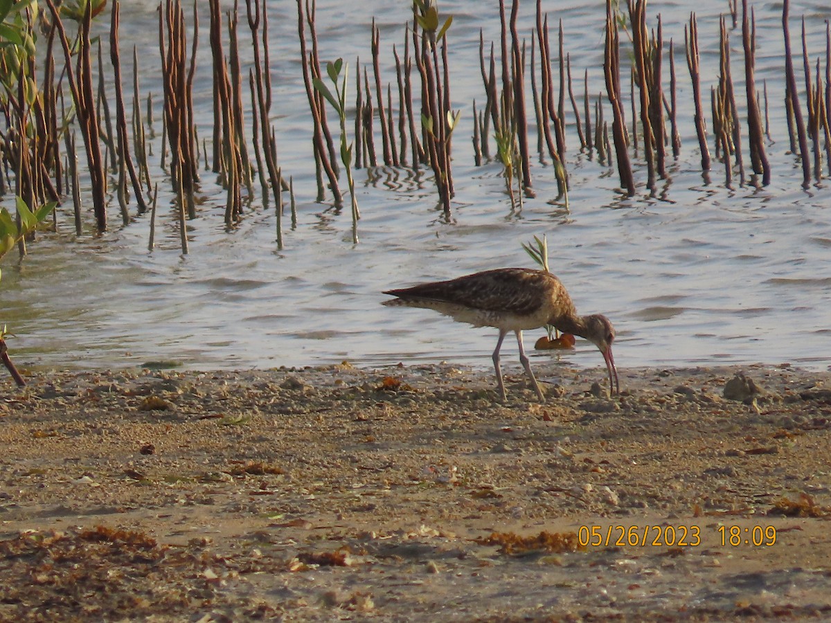 Whimbrel - ML578354631