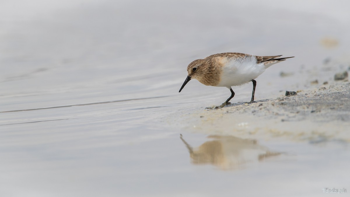 Baird's Sandpiper - ML578354901