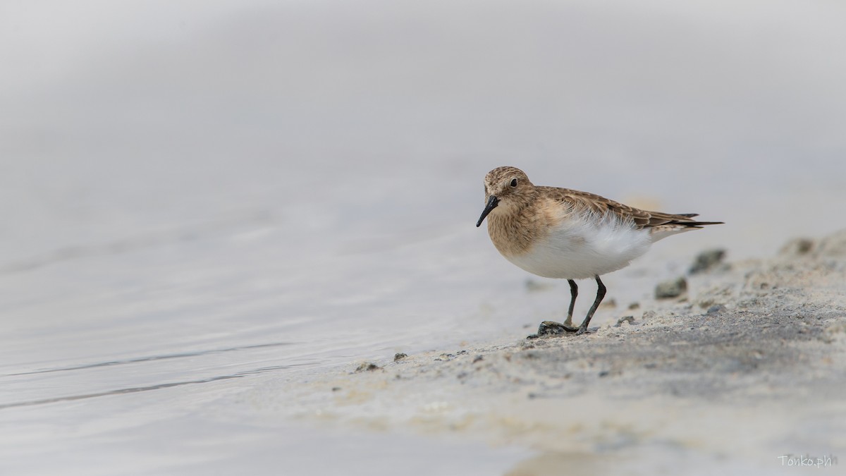 Baird's Sandpiper - ML578354911