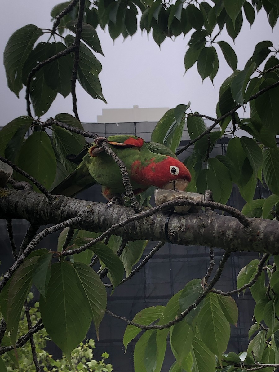 Conure à tête rouge - ML578356171