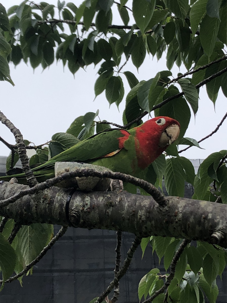 Red-masked Parakeet - ML578356181