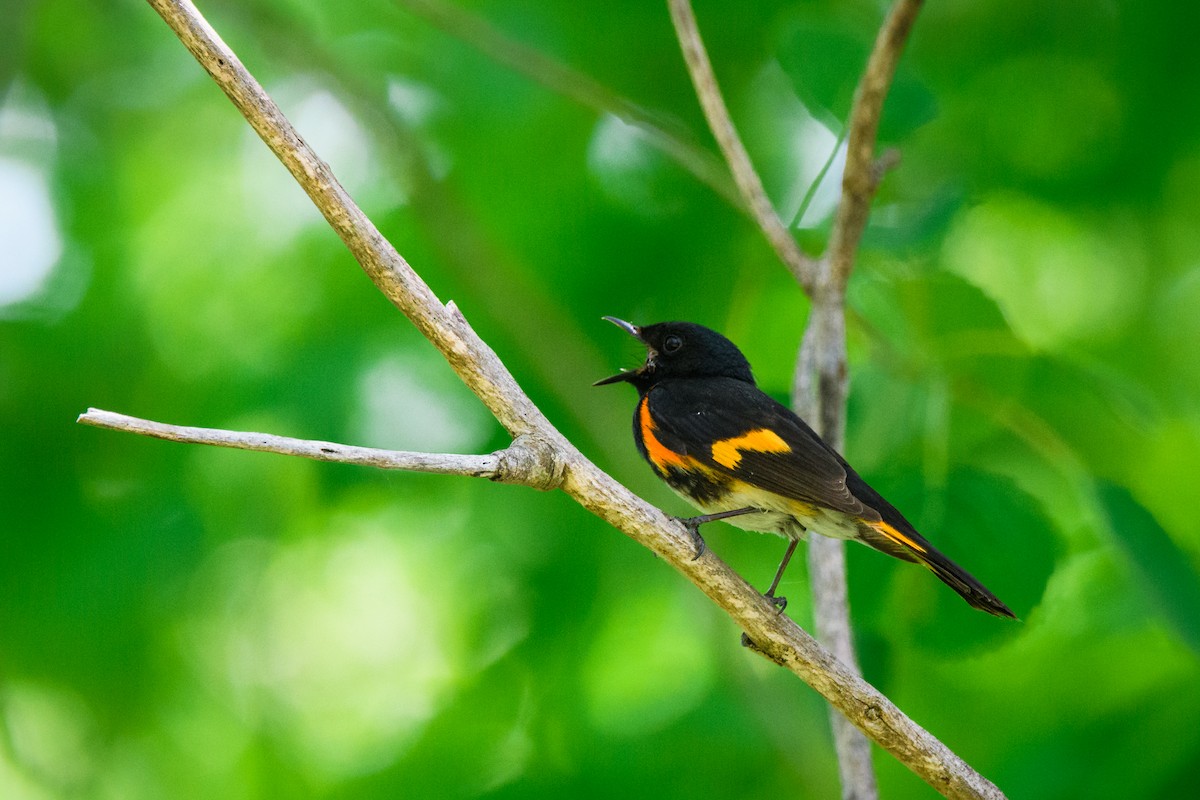 American Redstart - John Scarlett