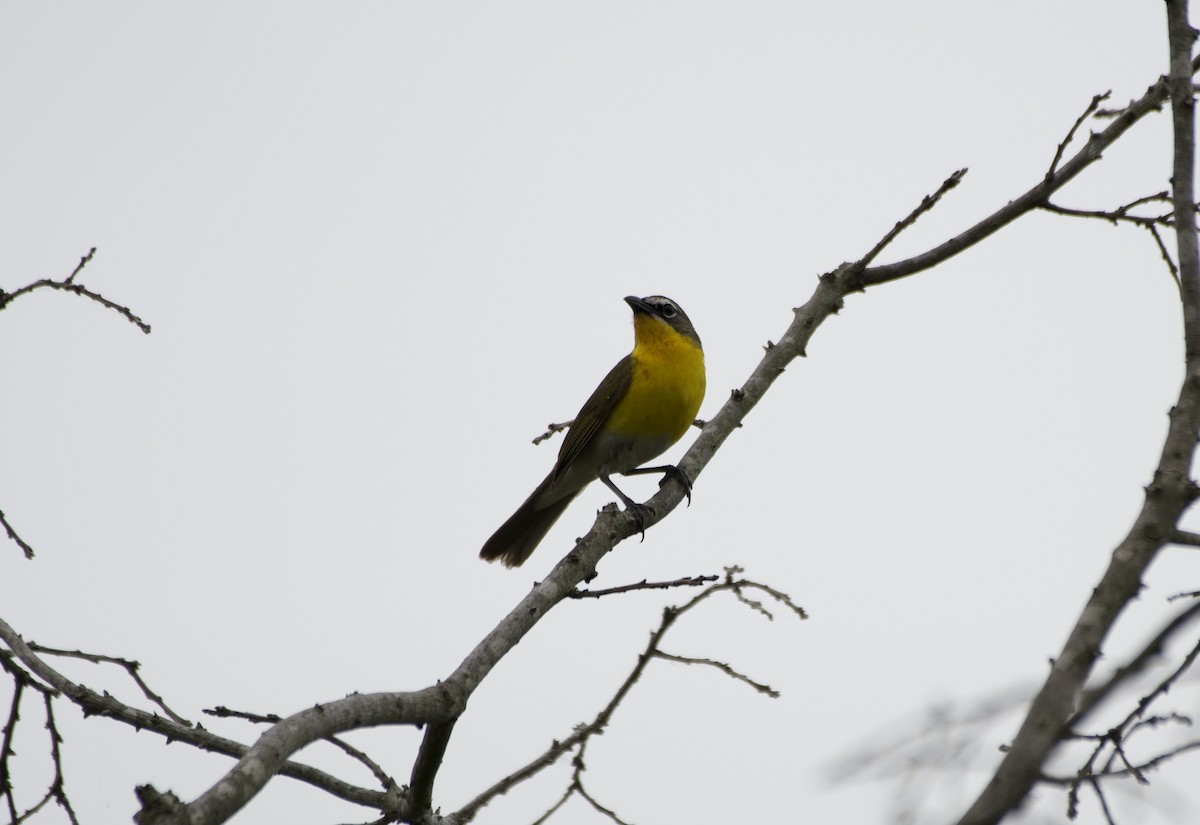Yellow-breasted Chat - ML578356791