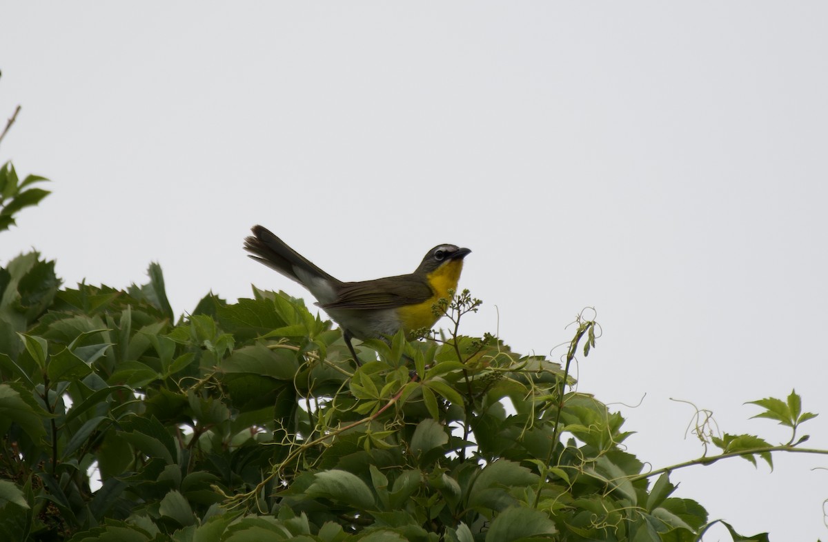 Yellow-breasted Chat - ML578356801