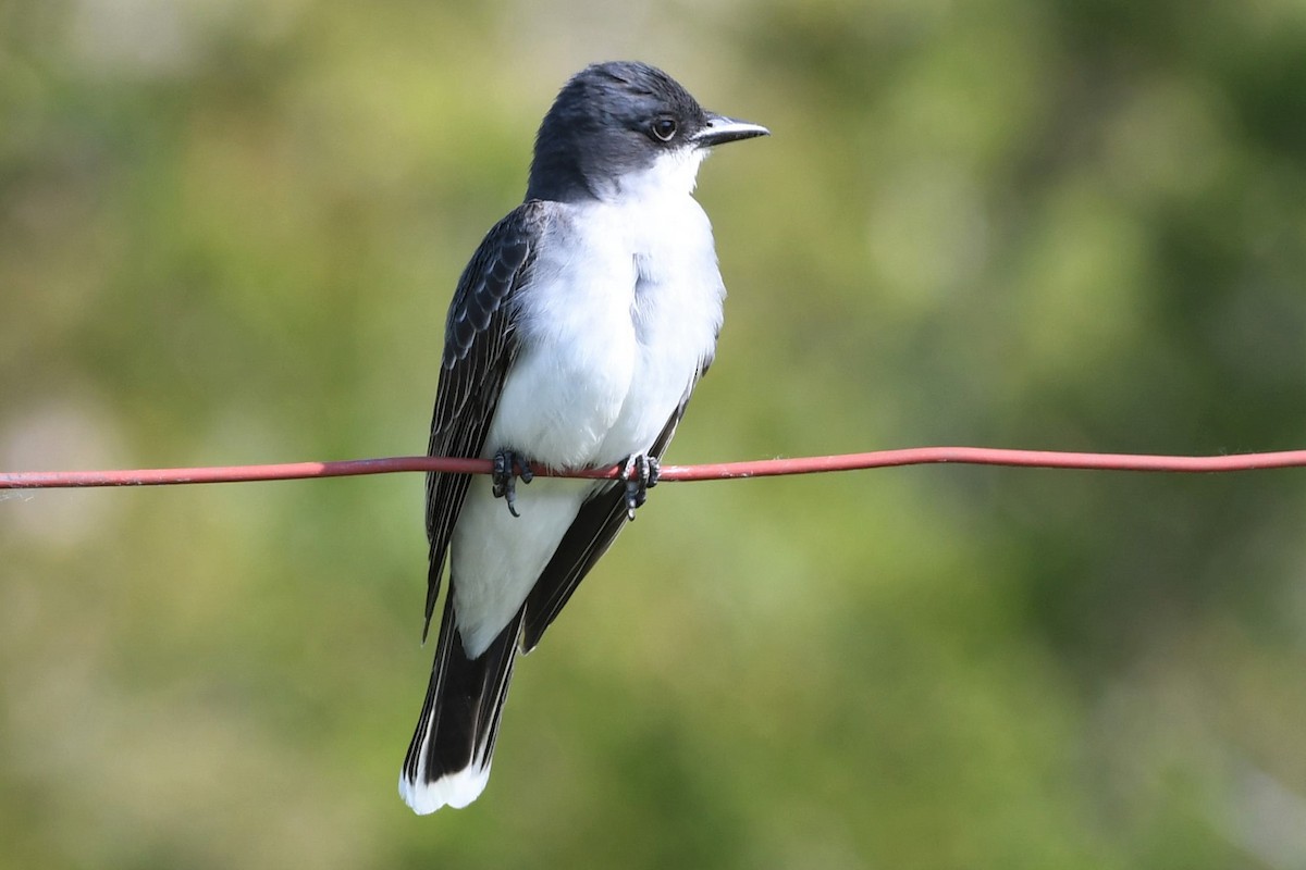 Eastern Kingbird - ML578357201