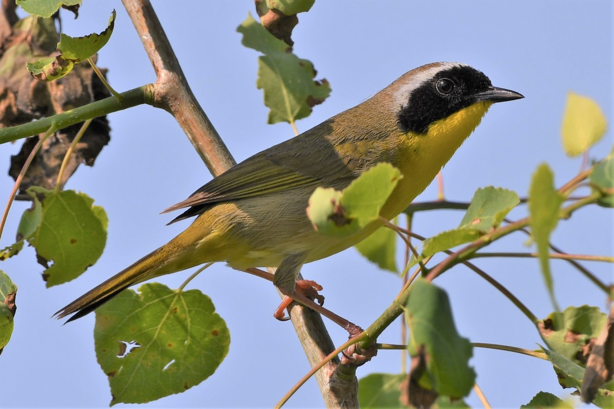 Common Yellowthroat - ML578357231