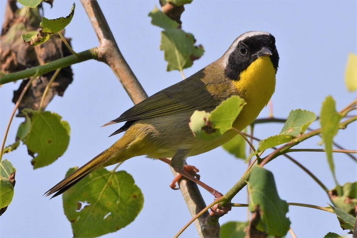 Common Yellowthroat - ML578357261