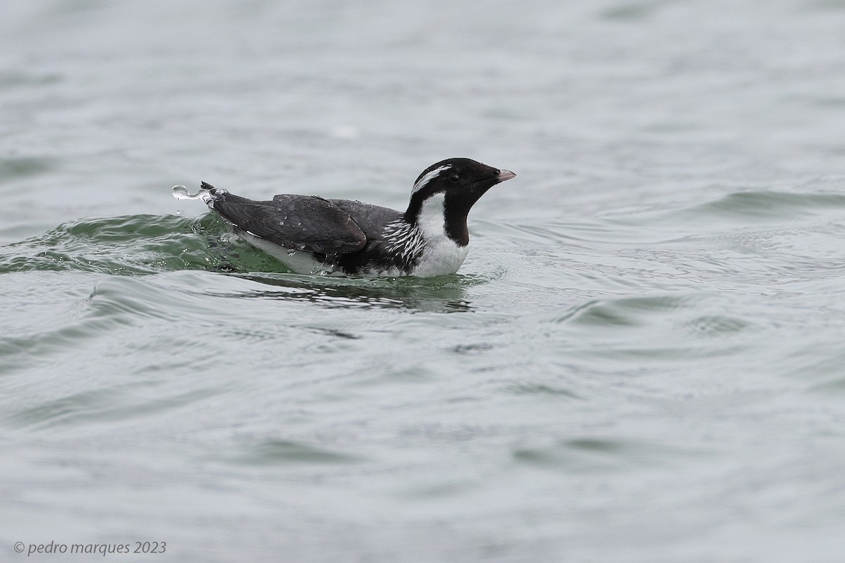 Ancient Murrelet - ML578357291