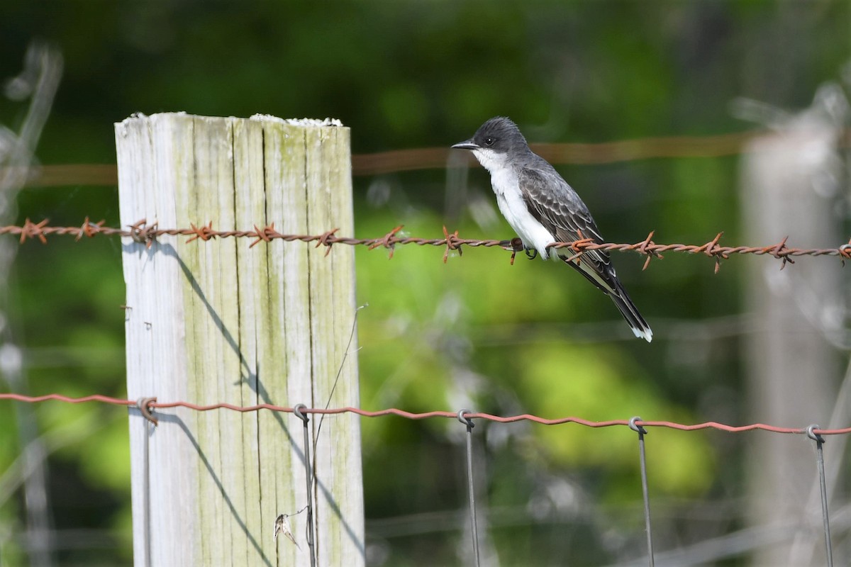 Eastern Kingbird - ML578357321