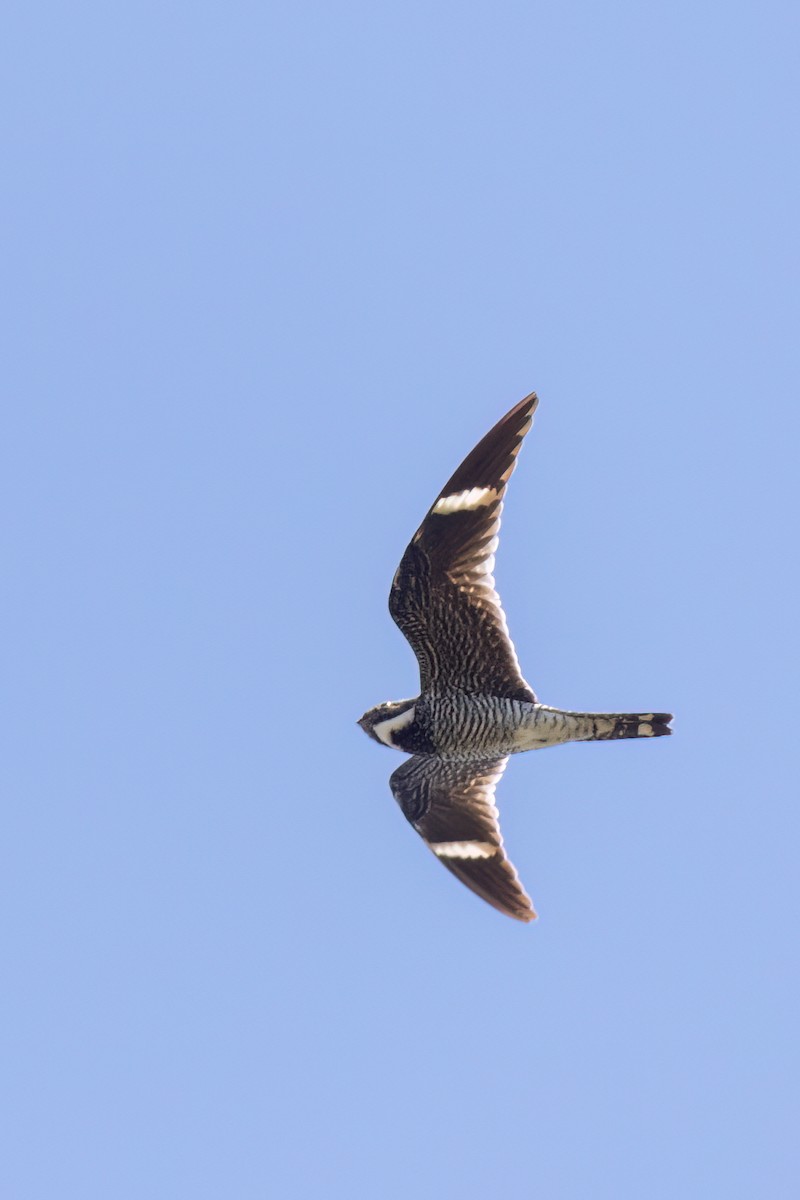 Common Nighthawk - ML578357441