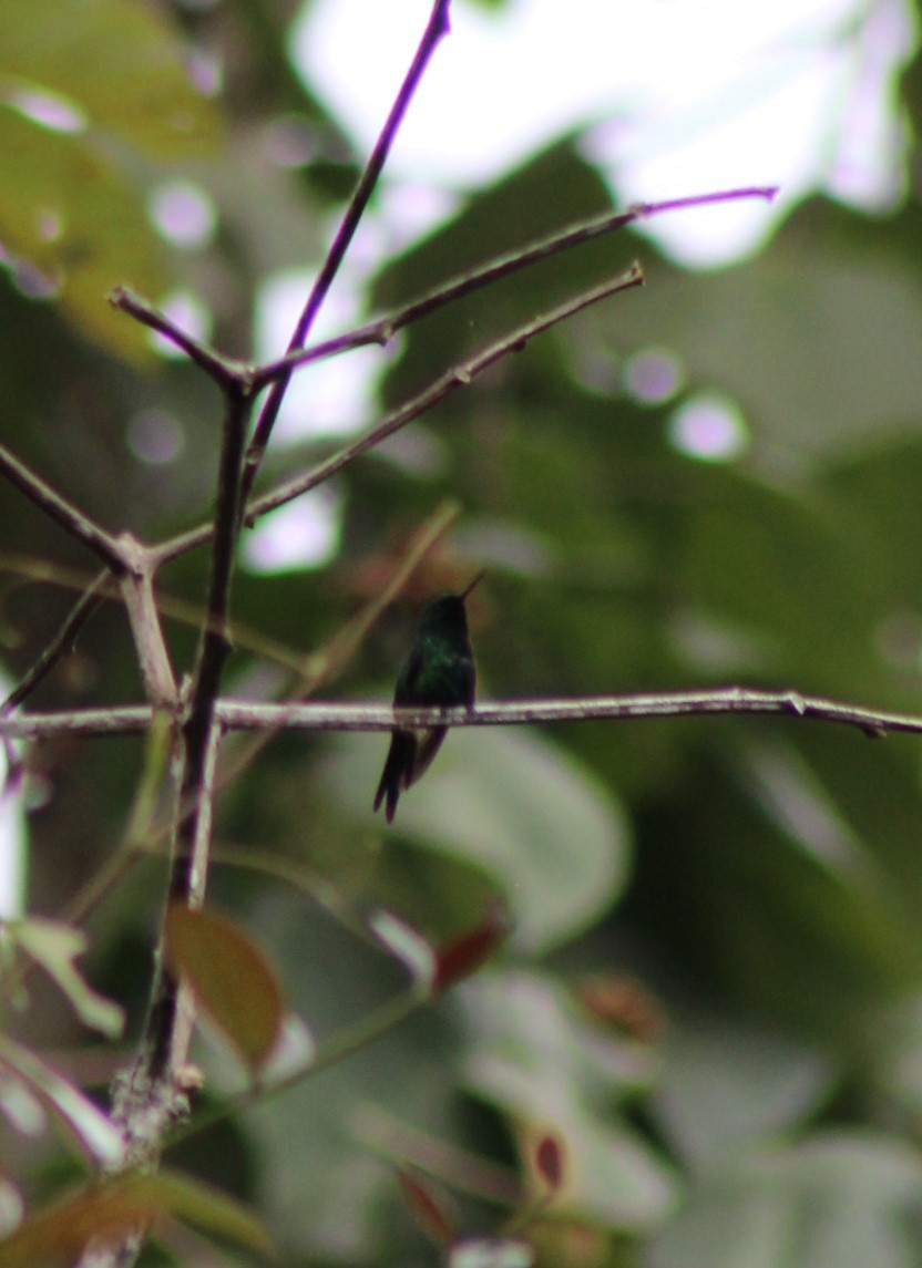 kolibřík portorický - ML578357521