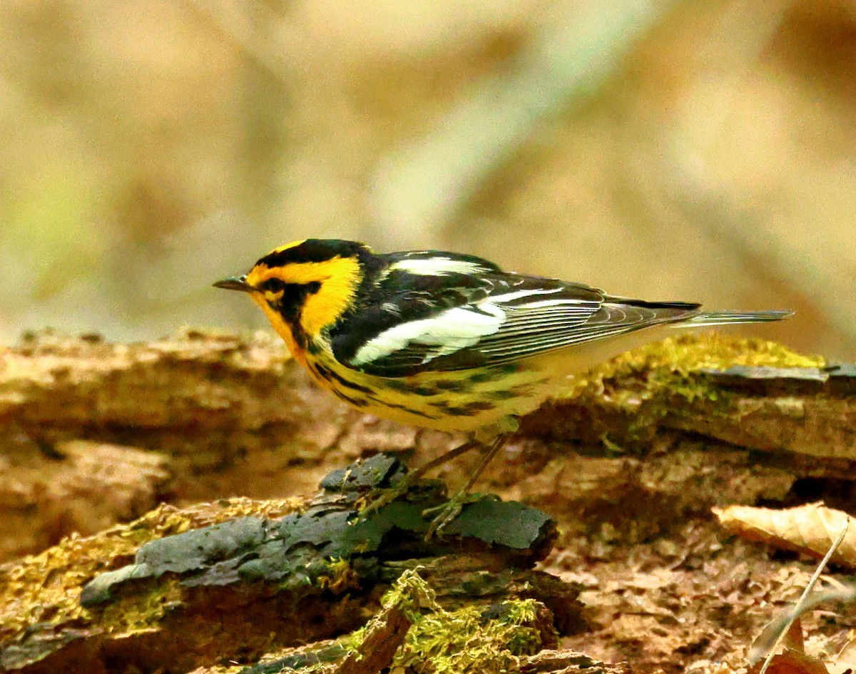 Blackburnian Warbler - Nik Teichmann