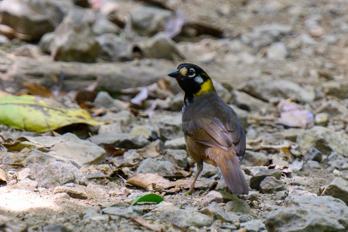 White-eared Ground-Sparrow - ML578358751