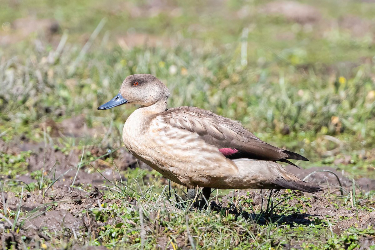 Canard huppé - ML578358771