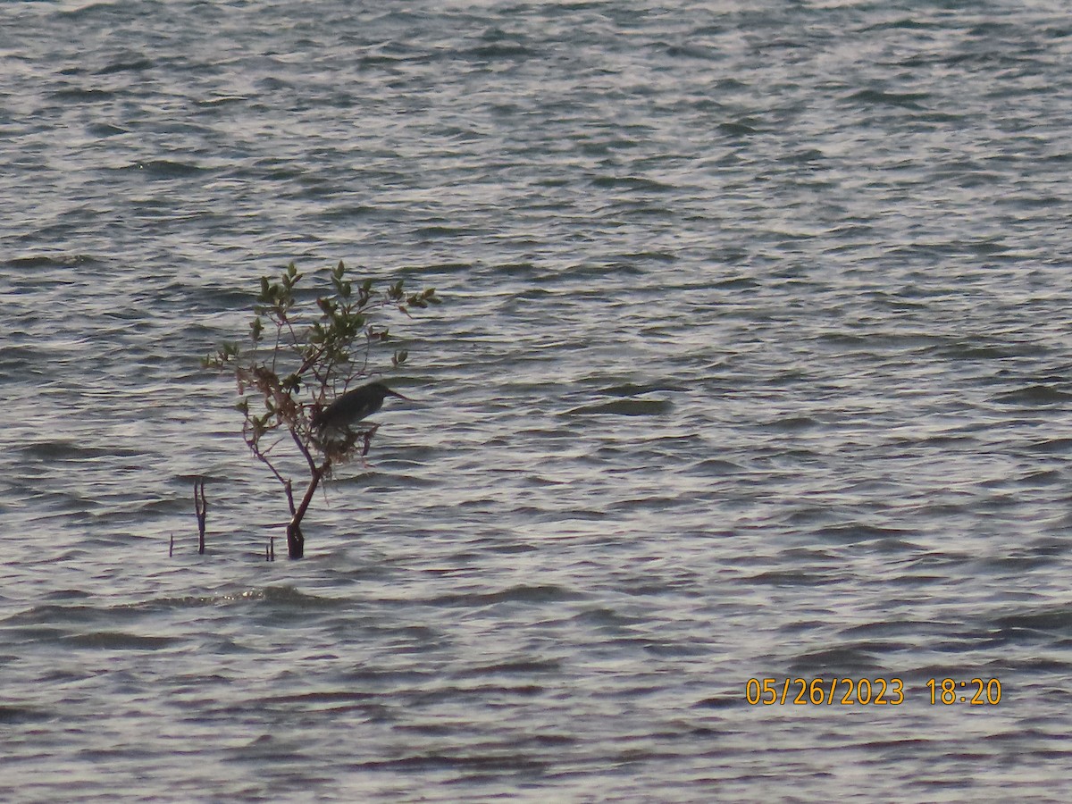 Striated Heron - ML578358841