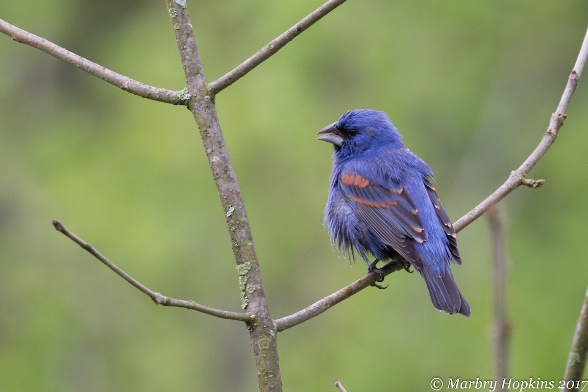 Blue Grosbeak - Marbry Hopkins