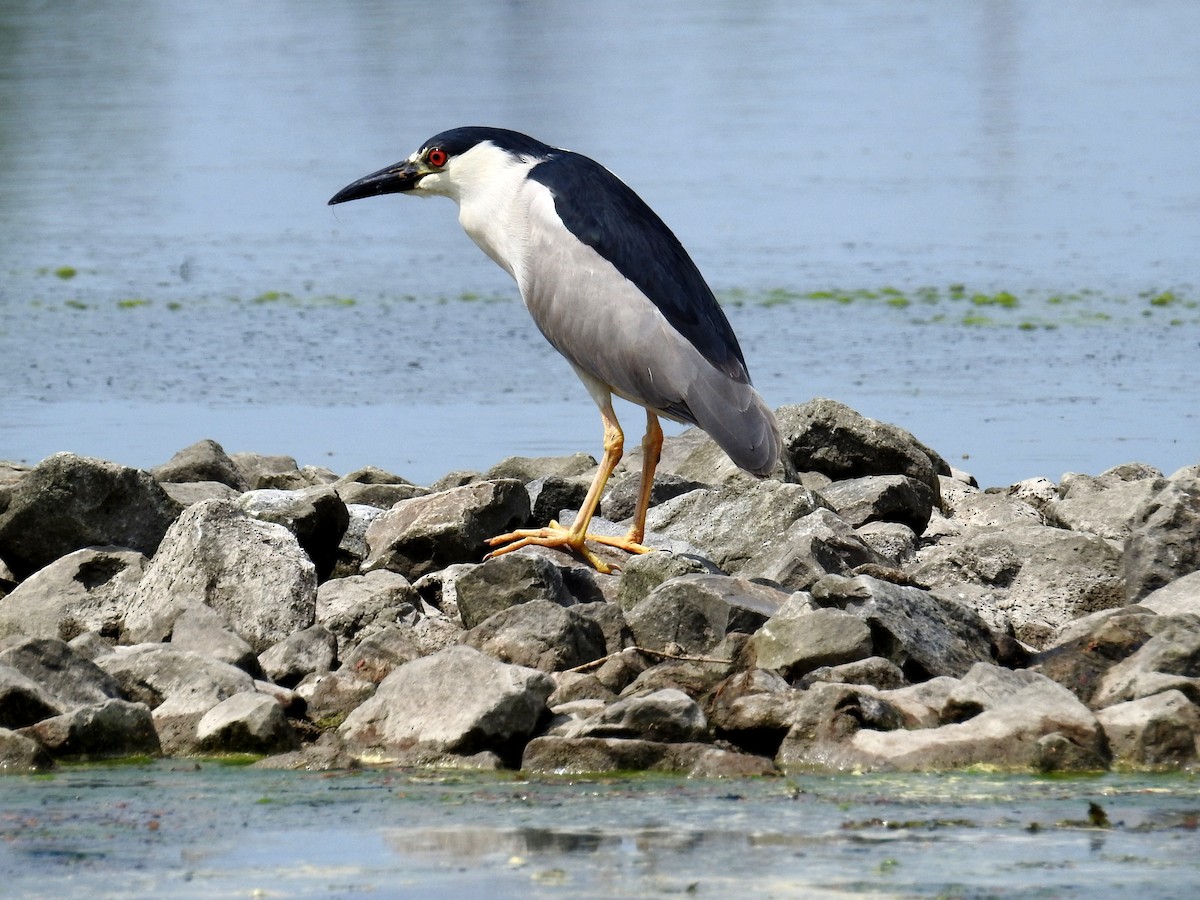 Black-crowned Night Heron - ML578358981