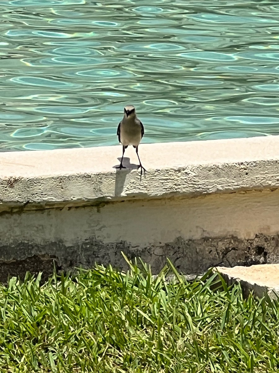 Tropical Mockingbird - ML578359231