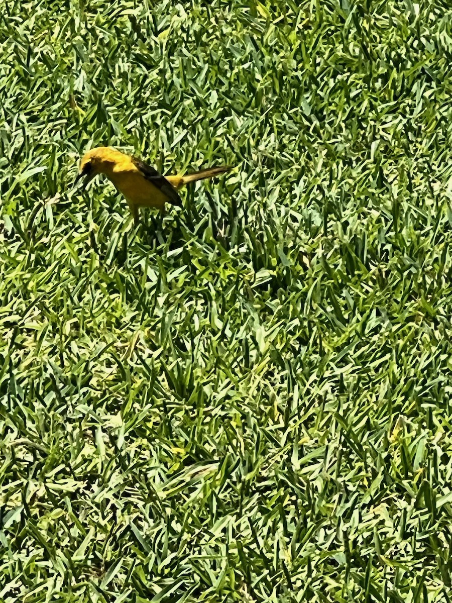 Yellow-backed Oriole - ML578359371