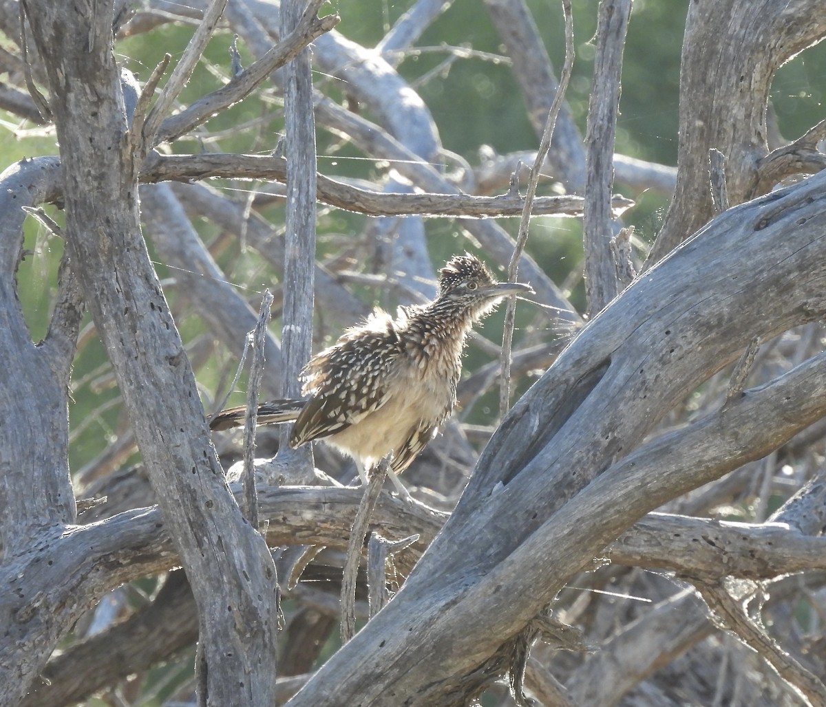 Greater Roadrunner - ML578359941