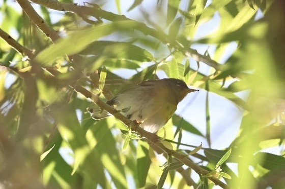 Northern Parula - Alex Castelein