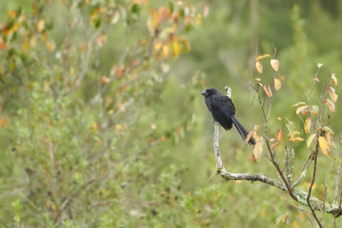 Smooth-billed Ani - ML578361031