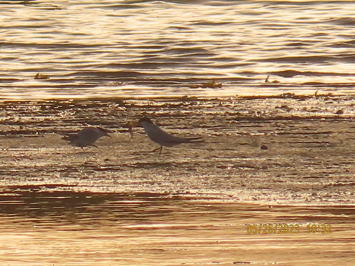 Saunders's Tern - ML578361621