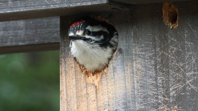 Nuttall's Woodpecker - ML578361661