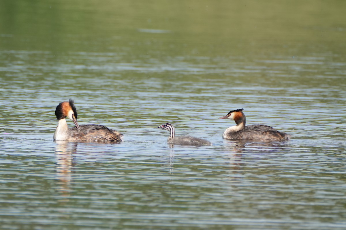 Great Crested Grebe - ML578362191